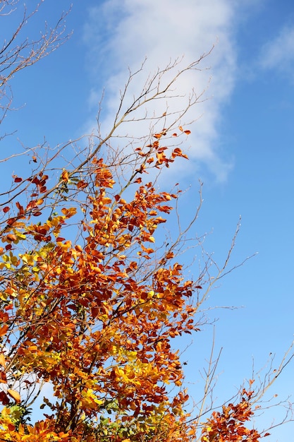 Autunno nel tempo della natura in Danimarca, foglie colorate contro il cielo blu