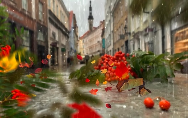 Autunno nella città vecchia di Tallinn, ramo di sorbo di strada piovoso e foglie gialle tempo piovoso
