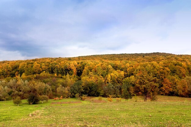 Autunno nella foresta.