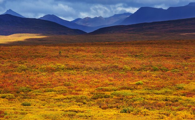 Autunno nella tundra polare