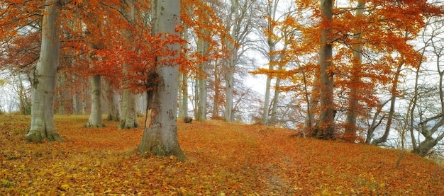 Autunno nelle terre selvagge danesi Una foresta autunnale in Danimarca