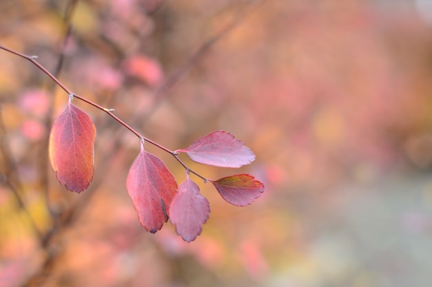 Autunno offuscata foglie rosse