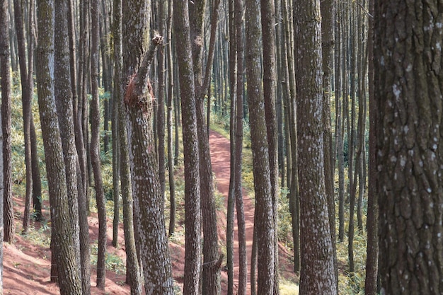 Autunno Paesaggio autunnale della foresta di pini in hutan pinus mangunan yogyakarta indonesia