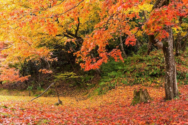 Autunno paesaggio