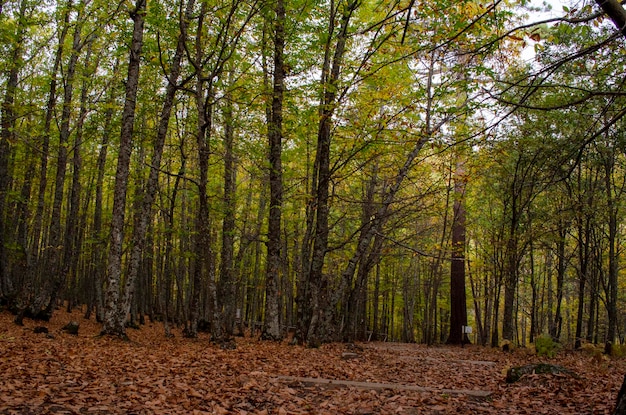 Autunno paesaggio