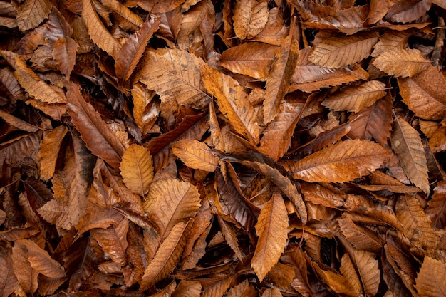 Autunno paesaggio