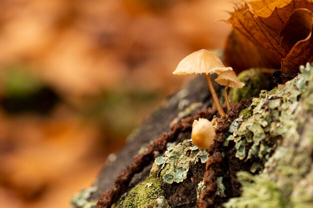 Autunno paesaggio