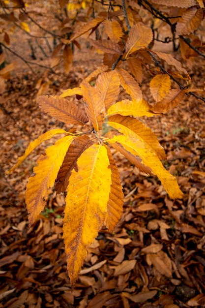 Autunno paesaggio