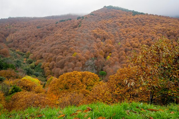 Autunno paesaggio