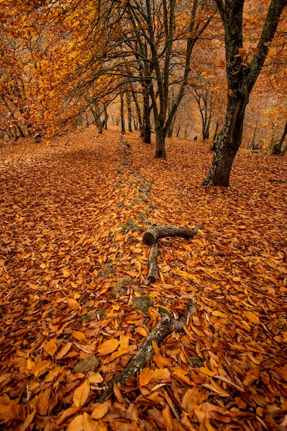 Autunno paesaggio