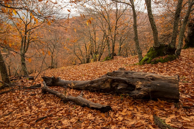 Autunno paesaggio