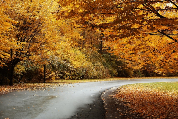 Autunno parco