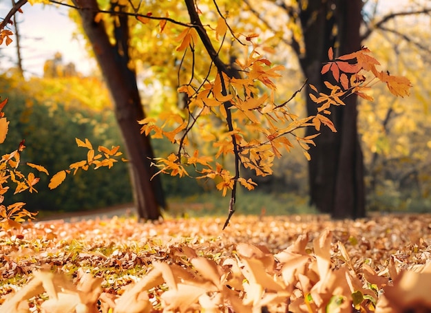 Autunno parco