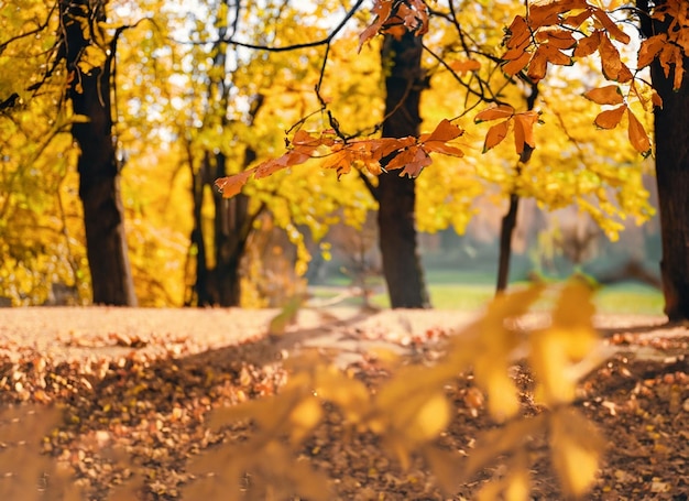 Autunno parco