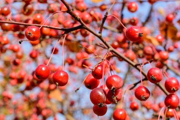 Autunno piccolo primo piano di mele selvatiche. Messa a fuoco selettiva. Paesaggio autunnale.