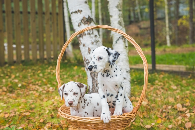 Autunno ritratto di due simpatici cani dalmata con macchie nere e marroni. Dalmata di razza sorridente in giardino