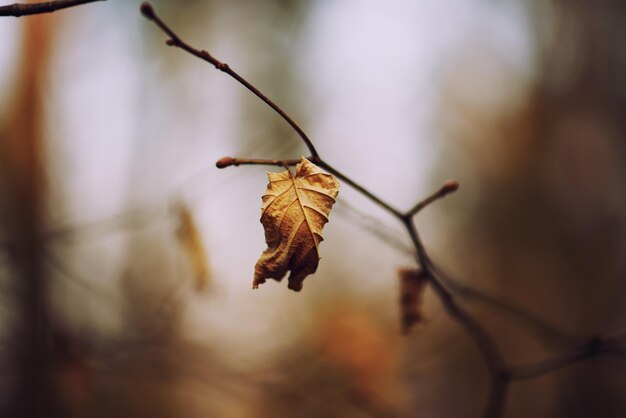 Autunno sfondo astratto con foglia secca al tramonto immagine vintage retrò