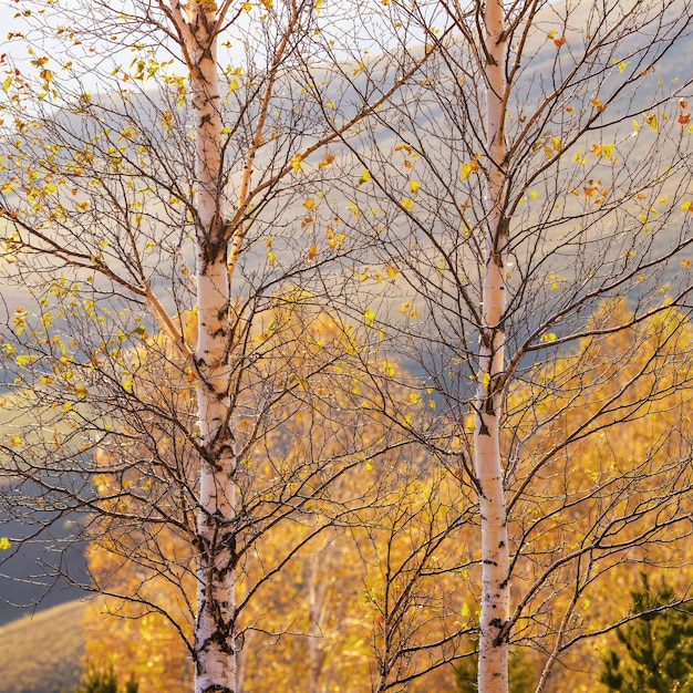 Autunno Sfondo naturale