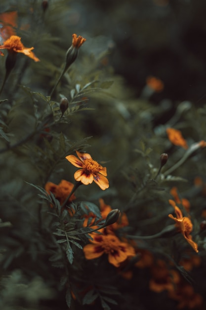 Autunno stagionale giallo arancione fiore vivo che cresce nel giardino Sfondo per cartoline di auguri