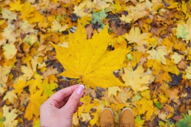 Autunno stagione autunnale Foglia d'acero in mano della donna su uno sfondo di fogliame autunnale