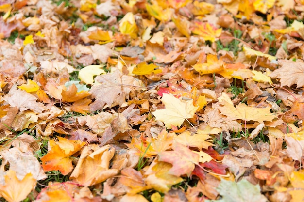 autunno, stagione e concetto di natura - primo piano di foglie d'acero cadute sull'erba