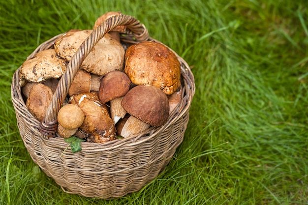 Autunno still life di funghi