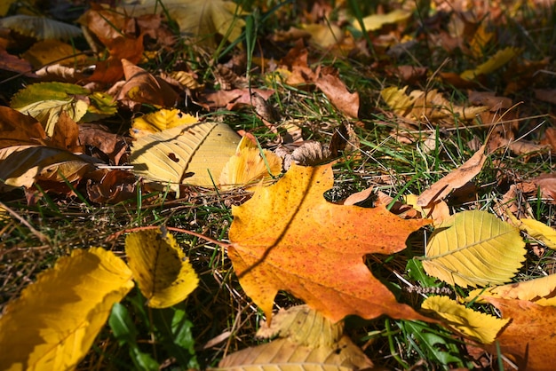 Autunno tempo