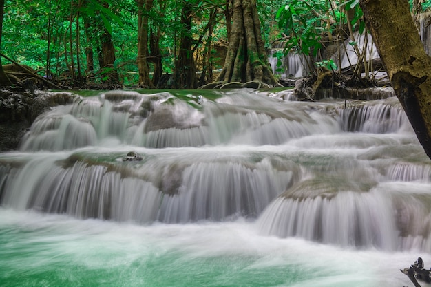 autunno tropicale foglia purezza scape