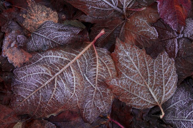 Autunno umore sfondo autunnale Foglie cadute ricoperte di gelo La trama delle foglie Bellezza della natura