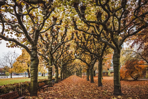 Autunno variopinto al parco di Nizza a Francoforte sul Meno, Germania