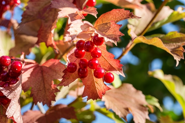 Autunno viburno.