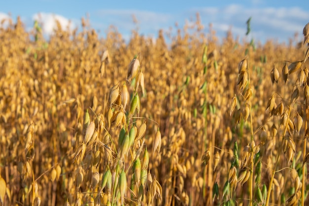 Avena che cresce nel campo di maturazione del raccolto di giorno di sole