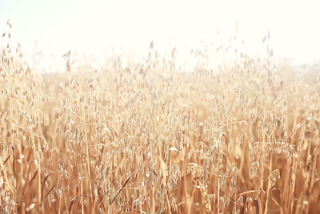 avena nel campo sfondo giallo