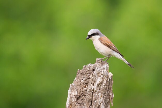 Averla dal dorso rosso Lanius collurio Il maschio si siede su un vecchio ceppo di albero secco