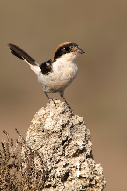 Averla di Woodchat al tuo trespolo preferito nelle ultime luci del giorno