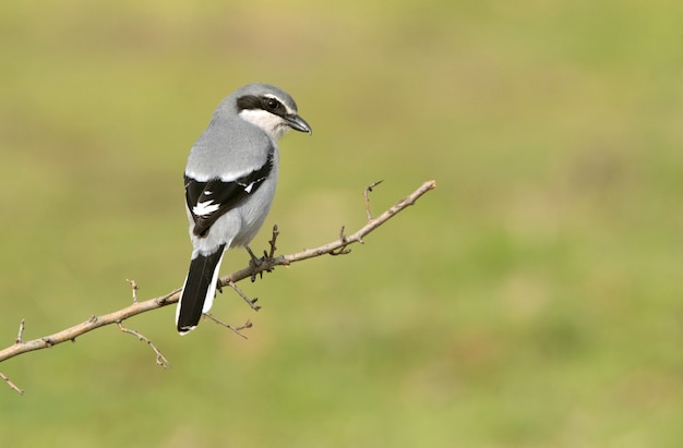 Averla grigia del sud maschio nella natura al suo posatoio preferito nella stagione degli amori con le prime luci del giorno