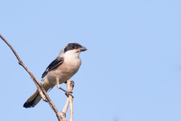 Averla minore, Lanius minor. Nella natura selvaggia.