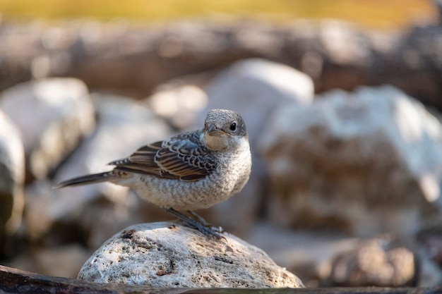 Averla Woodchat Lanius senatore Malaga Spagna