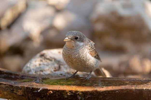 Averla Woodchat Lanius senatore Malaga Spagna