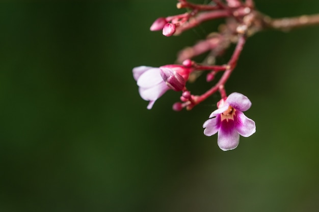 Averrhoa carambola