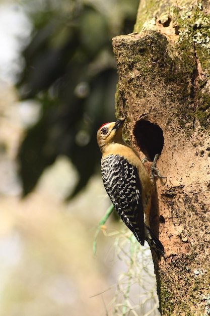 aves e pajaros