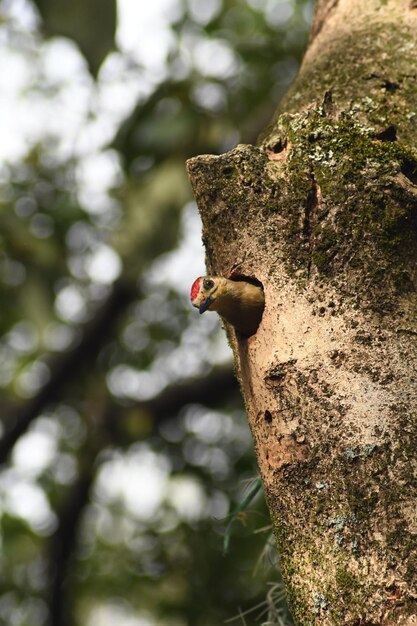 aves e pajaros