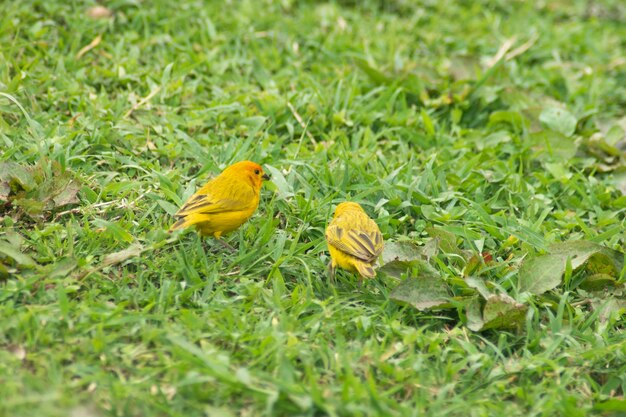 aves y palomas