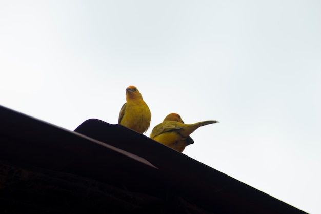 aves y palomas