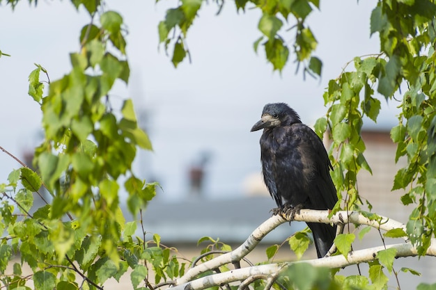 Avifauna selvatica in caso di maltempo