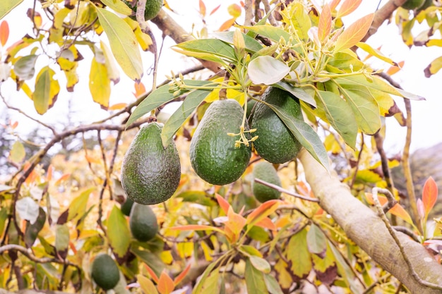 avocado che cresce su un albero giovane