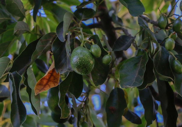 Avocado che cresce sull'albero in un campo