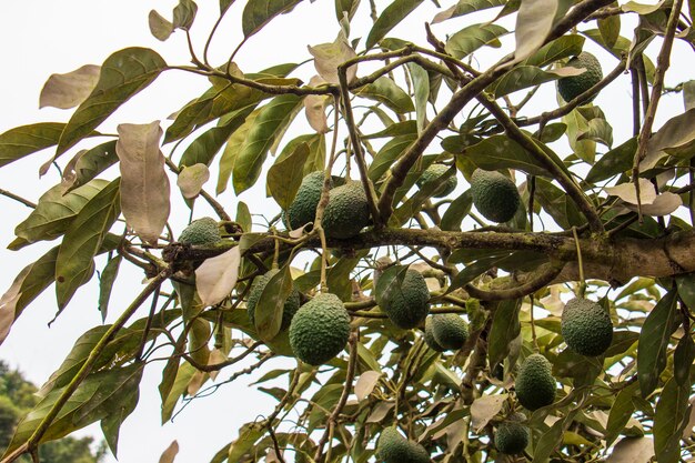 Avocado che pendono dall'albero frutta verde Nome scientifico Persea americana