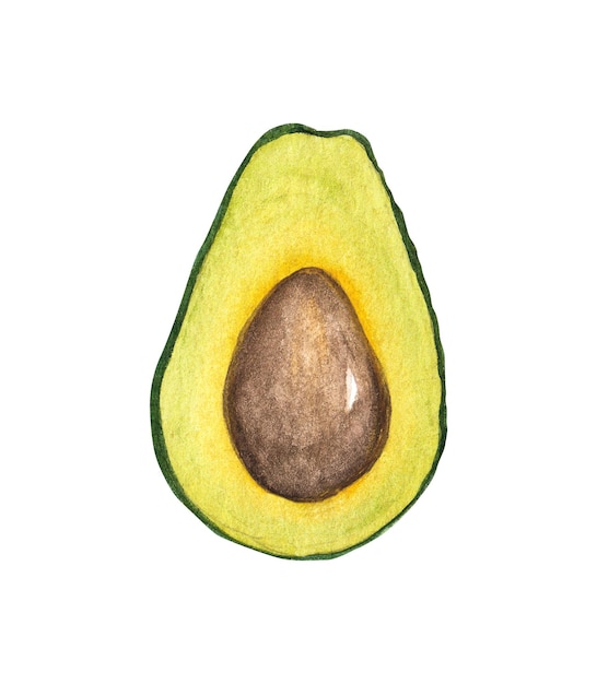 Avocado dell'acquerello