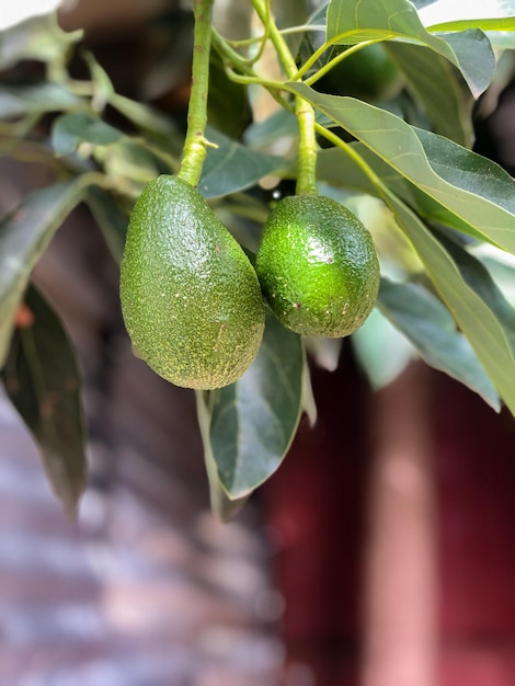 Avocado durante la stagione della raccolta degli alberi